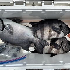 7が13日（月）午前便・イシダイ釣りの写真その4