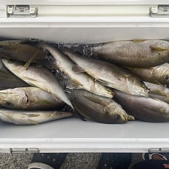 7が13日（月）午後便・イサキ釣りの写真その4