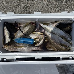 7月15日（水）午前便・イサキ釣りの写真その4