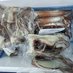 7月 17日(金)一日便・スルメイカ釣りの写真その9