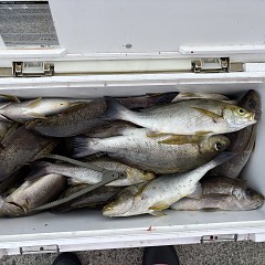 7月17日(金)午前便・午後便・イサキ釣りの写真その6