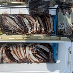 7月 18日(土)一日便・スルメイカ釣りの写真その6