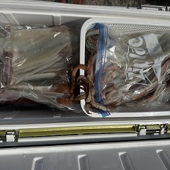 7月 18日(土)一日便・スルメイカ釣りの写真その11