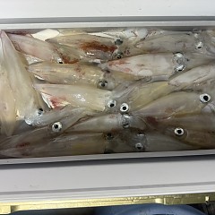 7月 17日(金)半夜便・イカメタルの写真その6