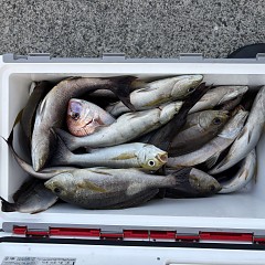 7月18日(土)午後便・イサキ釣りの写真その5