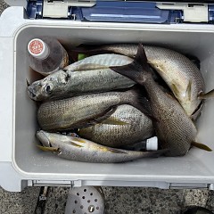 7月19日(日)午前便・午後便・イサキ釣りの写真その11