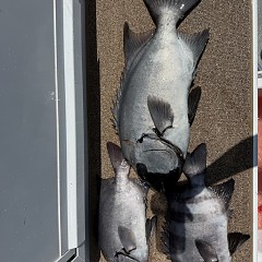 7月20日(月)午前便・イシダイ釣りの写真その10