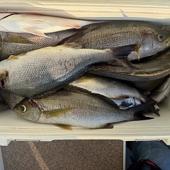 7月20日(月)午後便・イサキ釣りの写真その6