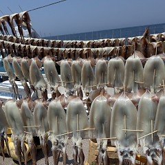 7月 21日（火）一日便・スルメイカ釣りの写真その5
