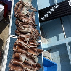 7月 21日（火）一日便・スルメイカ釣りの写真その8