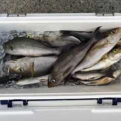 7月22日(水)午前便・イシダイ釣り・午後便・イサキ釣りの写真その5
