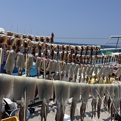 7月 23日（木）一日便・スルメイカ釣りの写真その12