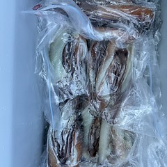 7月 25日（土）一日便・スルメイカ釣りの写真その11
