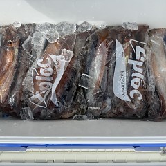 7月 26日（日）一日便・スルメイカ釣りの写真その5