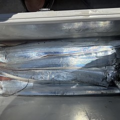 7月 28日（火）午前便・タチウオ釣りの写真その11