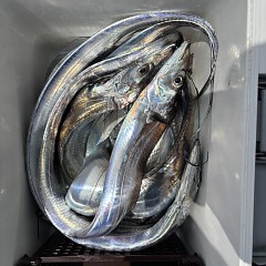 7月 28日（火）午前便・タチウオ釣りの写真その12
