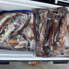 7月 29日（水）一日便・スルメイカ釣りの写真その11
