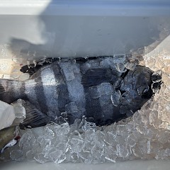 7月29日イシダイ釣りの写真その3