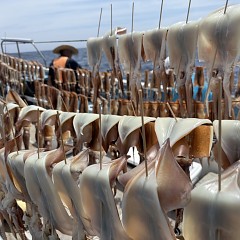 8月 1日（土）一日便・スルメイカ釣りの写真その7