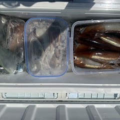 8月 2日(日)一日便・スルメイカ釣りの写真その10
