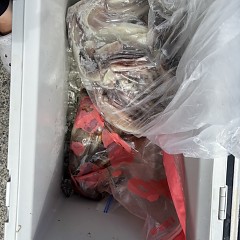 8月 4日(火)一日便・スルメイカ釣りの写真その7