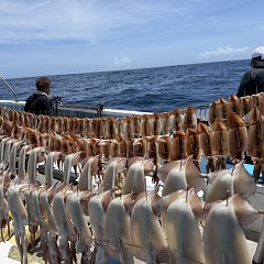 8月 8日(土)一日便・スルメイカ釣りの写真その6