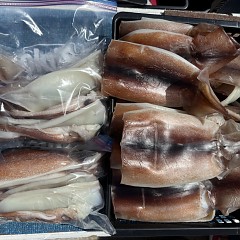 8月 8日(土)一日便・スルメイカ釣りの写真その7