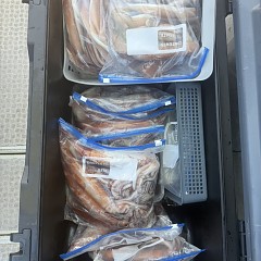 8月 10日（月）一日便・スルメイカ釣りの写真その11