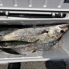 8月10日(月)午前便・タテ釣りの写真その7