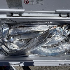 8月14日（金）午前便・タチウオ釣りの写真その5
