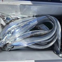 8月14日（金）午前便・タチウオ釣りの写真その6
