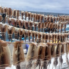 8月 15日（土）一日便・スルメイカ釣りの写真その1