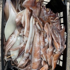 8月 15日（土）一日便・スルメイカ釣りの写真その8
