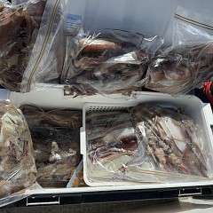 8月 16日（日）一日便・スルメイカ釣りの写真その11