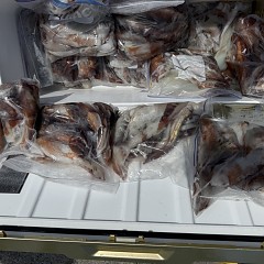 8月 19日（水）一日便・スルメイカ釣りの写真その11