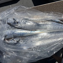 8月19日（水）午前便・タチウオ釣り・午後便・タテ釣りの写真その3