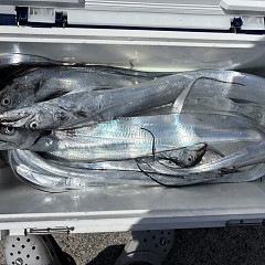 8月20日（木）午前便・タチウオ釣りの写真その8