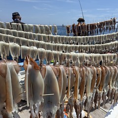 8月 20日（木）一日便・スルメイカ釣りの写真その1