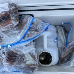 8月 20日(木)一日便・スルメイカ釣りの写真その9