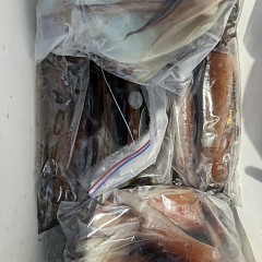 8月 21日（金）一日便・スルメイカ釣りの写真その6