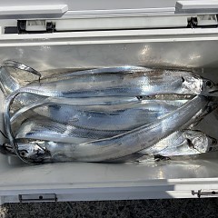 8月21日(金)午前便・タチウオ釣りの写真その6