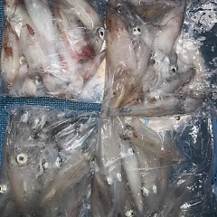 8月 22日（土）イカメタル便の写真その7