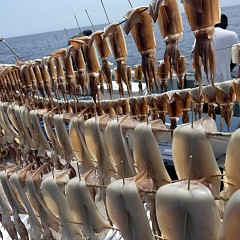 8月 23日（日）一日便・スルメイカ釣りの写真その6