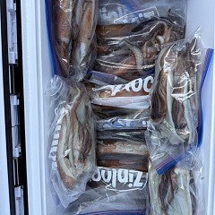 8月 23日（日）一日便・スルメイカ釣りの写真その7