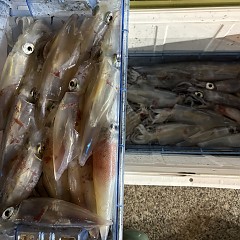 8月 23日（日）イカメタル便の写真その7