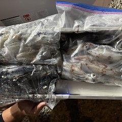 8月 23日（日）イカメタル便の写真その8