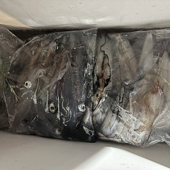 8月 23日（日）イカメタル便の写真その9
