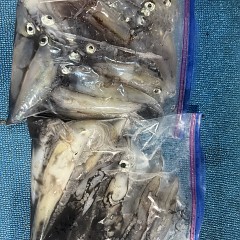 8月 23日（日）イカメタル便の写真その10