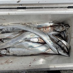 8月27日（木）午前便・タチウオ釣りの写真その8