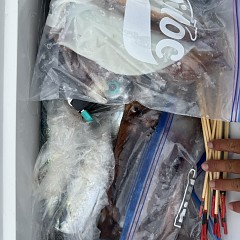 8月 28日（金）一日便・スルメイカ釣りの写真その9